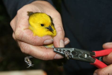 Photo of the week: Mohua move to Coal Island | Conservation blog Conservation blog