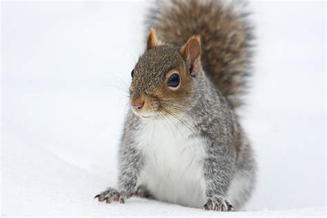 Snow Squirrel Photograph by Karol Livote - Fine Art America