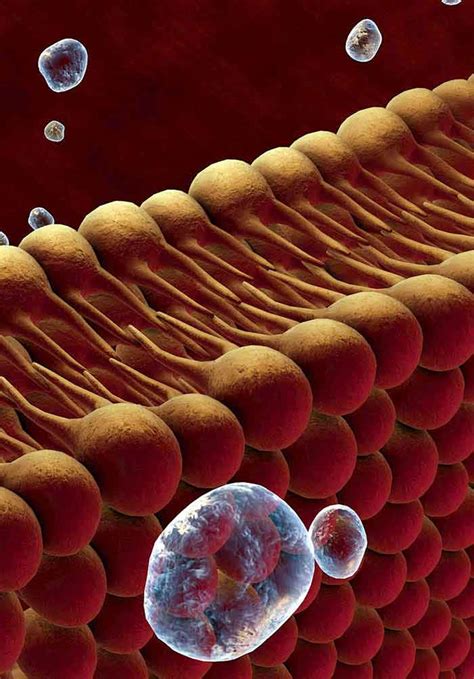 Plant Lipid Metabolism | IntechOpen