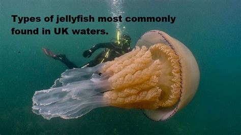 Jellyfish types most commonly found in waters around the UK.