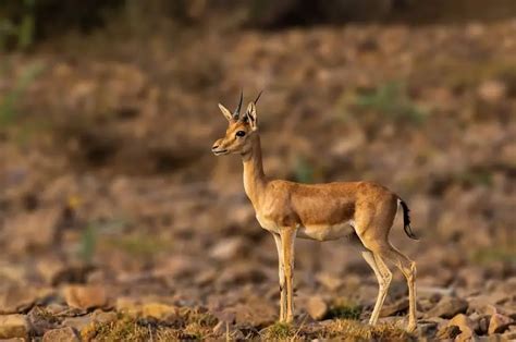 Chinkara - Facts, Diet, Habitat & Pictures on Animalia.bio