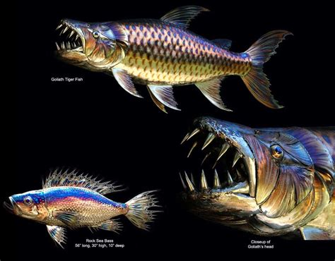 Goliath Tiger fish - Gary Caldwell | Tiger fish, Fish, Fish art