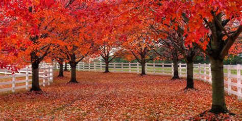 Red trees, LWPF, & a path | LWPF = Little White Picket Fence… | Flickr