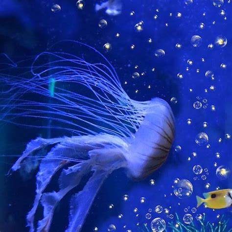 Jellyfish Angel | Fish pet, Bird art, Animals