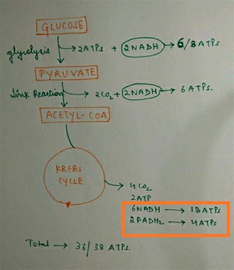 Oxidation of one molecule of glucose in aerobic respiration produces