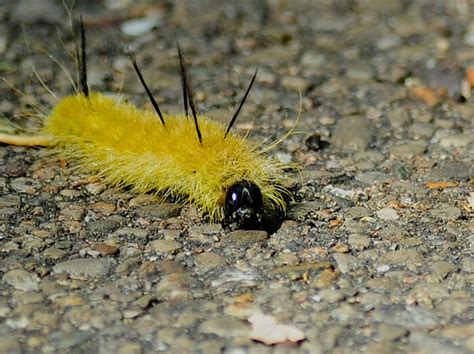 25 Yellow Caterpillars: With Pictures and Identification Guide - EatHappyProject