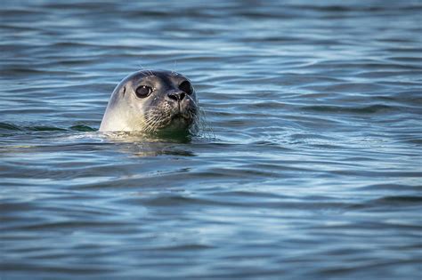 Sea Dog Photograph by Colin Chase - Fine Art America