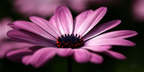 Close up photography of purple daisy HD wallpaper | Wallpaper Flare