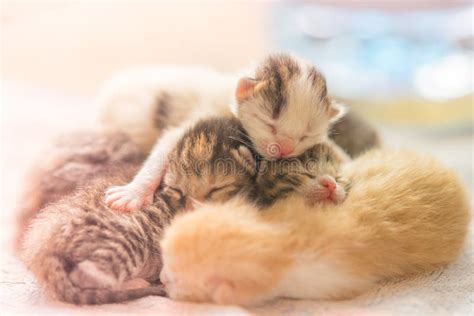 Newborn Kittens Sleeping, Cute Baby Animals Sleep Stock Image - Image ...