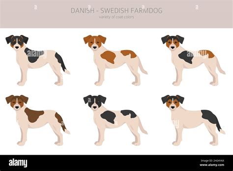 Danish swedish farmdog clipart. Different poses, coat colors set. Vector illustration Stock ...