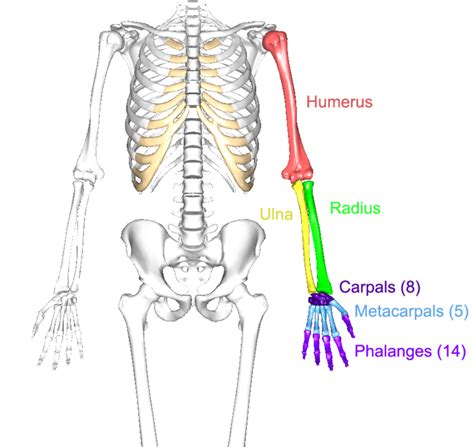 The upper limbs | Human Anatomy and Physiology Lab (BSB 141)