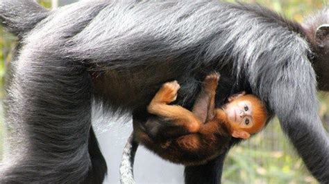 Meet Nangua, A Very Rare (And Very Adorable) Bright Orange Baby Monkey ...