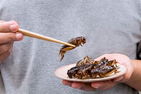 Insects as food: why bug protein will be part of our daily diet | RACV