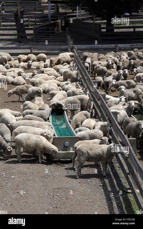 Australia new south wales sheep farm hi-res stock photography and ...