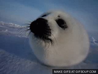 Seal GIF - Find & Share on GIPHY