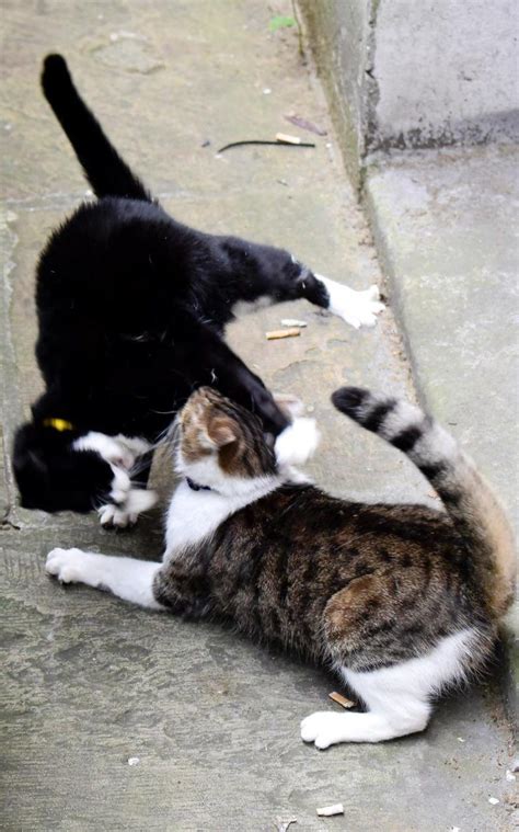 Number 10 cat Larry loses collar in 'most brutal fight yet' with ...