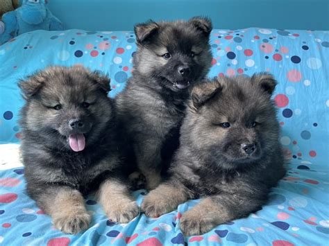 Eurasian Puppies Young Eurasier - Free photo on Pixabay - Pixabay