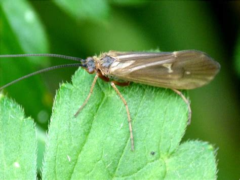 Insects of Scotland: Caddisflies