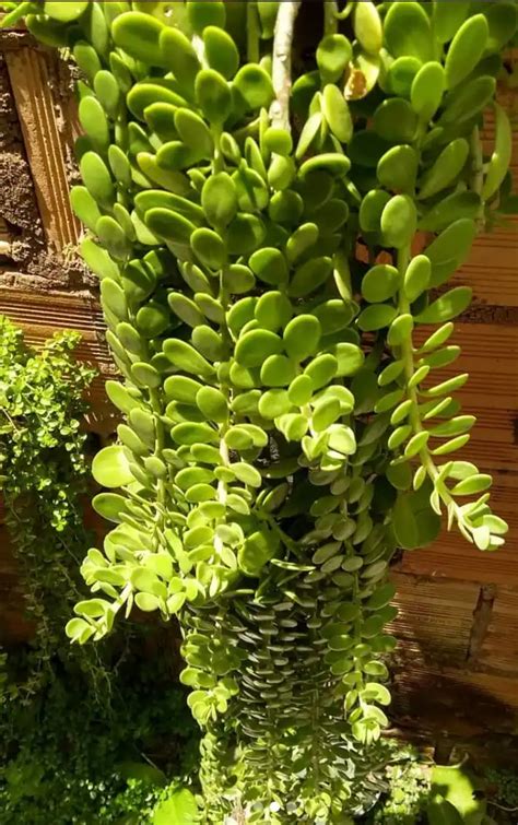 Senecio Jacobsenii: The Fascinating Trailing 'Jade Succulent'