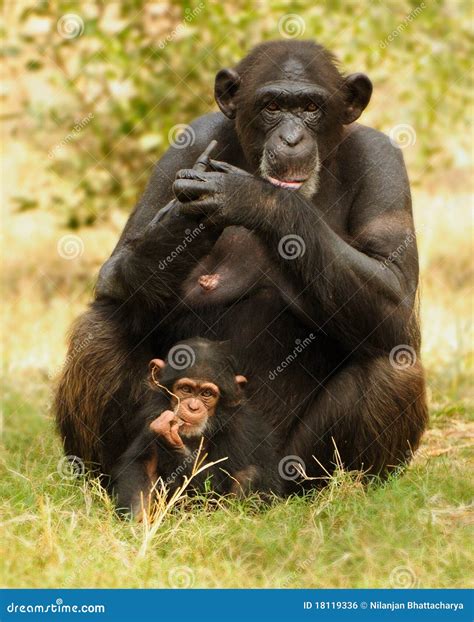 Chimpanzee Mother and Child Stock Photo - Image of care, happy: 18119336