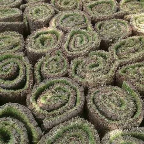 Natural Lawn Grass Carpet at Rs 3/square feet | Natural Grass Carpet in New Delhi | ID: 17758380197