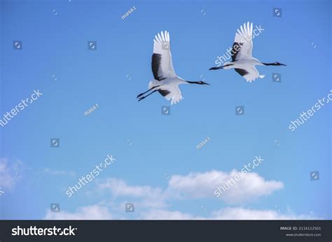 8,495 Blue Crane Flying Images, Stock Photos & Vectors | Shutterstock