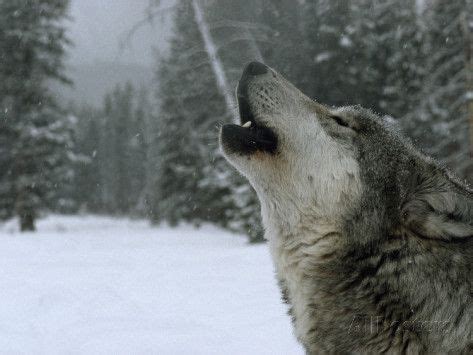 'A Howling Alpha Male Gray Wolf of the Sawtooth Pack' Photographic Print - Jim And Jamie Dutcher ...