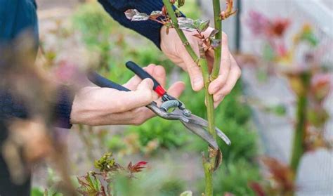 The Complete Guide to Pruning Roses in 5 Easy Steps - Minneopa Orchards