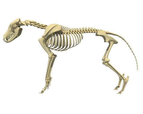 Wolf Skeleton 3D model | CGTrader