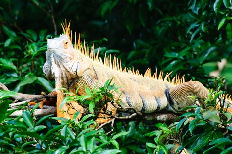 Humane Wildlife Removal of Iguanas, Toads, Ducks and Geese in South Florida.