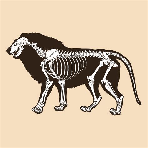 Skeleton lion vector illustration 8131048 Vector Art at Vecteezy