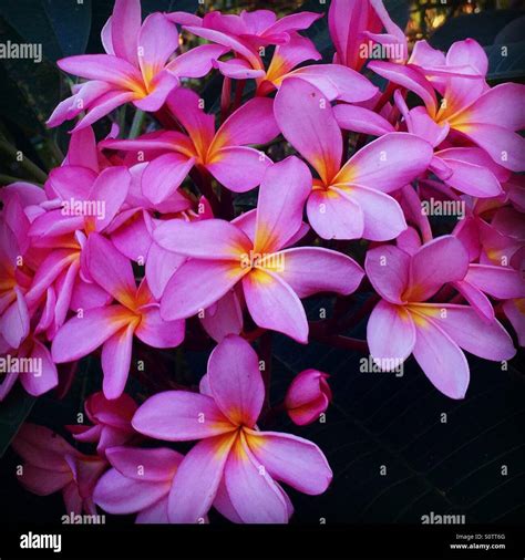 Calachuchi flowers in my garden Stock Photo - Alamy