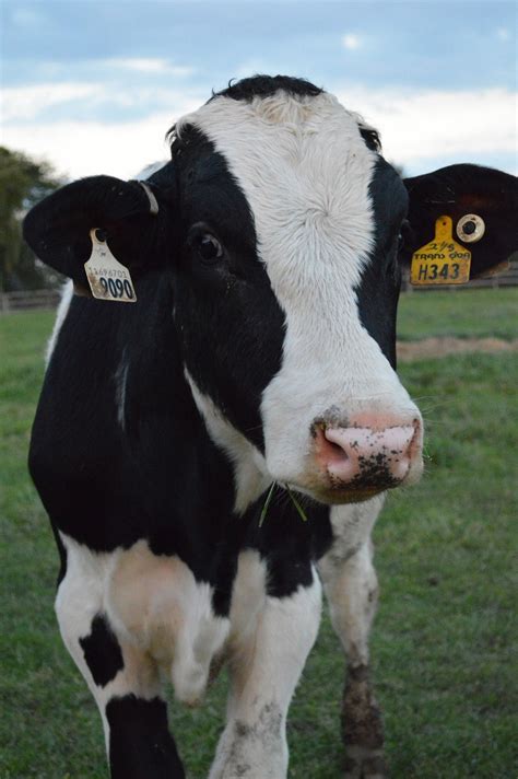 Holstein calf | Nguni cattle, Cow, Animal photo