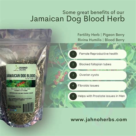 Jamaican Dog Blood Herb fertility Support Herb Rivina - Etsy