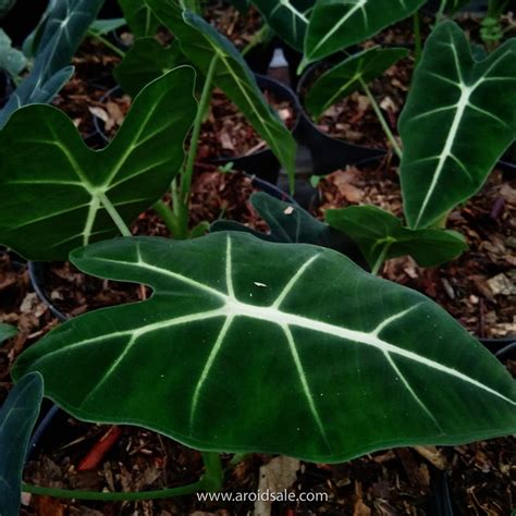 Alocasia Frydek For Sale, Buy Alocasia Frydek Plant Online