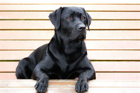 Are You Guilty of Black Dog Syndrome? | The Dog People by Rover.com