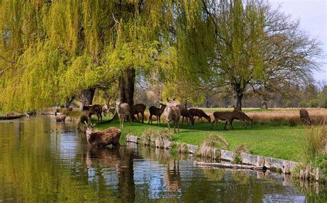 Bushy Park Deer Wildlife - Free photo on Pixabay - Pixabay