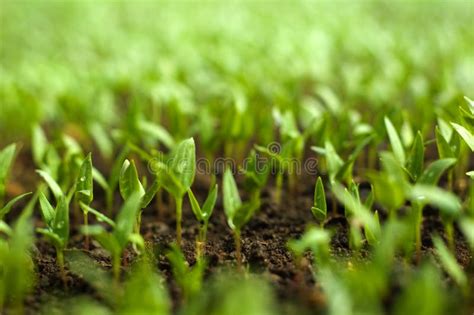 Organic farming stock image. Image of freshness, seedlings - 13736473