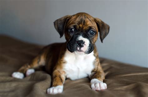 Pictures Of Boxer Puppies 8 Weeks Old - PictureMeta