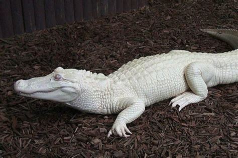 Buaya Putih Belum Tentu Albino, Bisa Jadi Leucistic