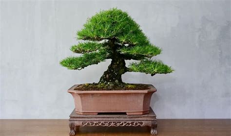 Japanese Black Pine Bonsai Tree - A-Z Animals