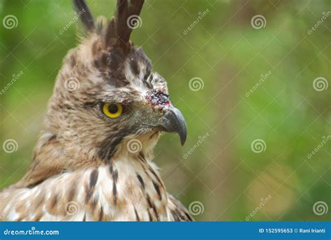 Javan Hawk or Elang Jawa in Indonesian Languange. an Endangered Species Stock Image - Image of ...