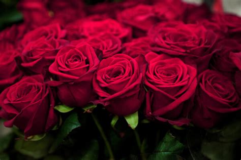 Are coffee grounds good for roses? YEs or NO? - CoffeeBook