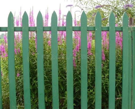 Picket fence and flowers stock image. Image of purple, posts - 968033