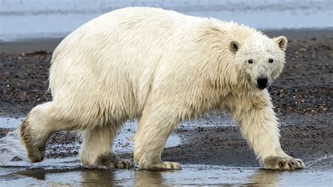 Petition · Help Get Justice For Polar Bear - United States · Change.org