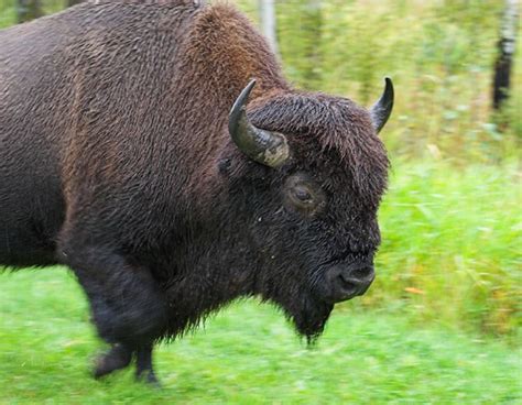 Bison running. | Another Bison in Elk Island....just look at… | Flickr