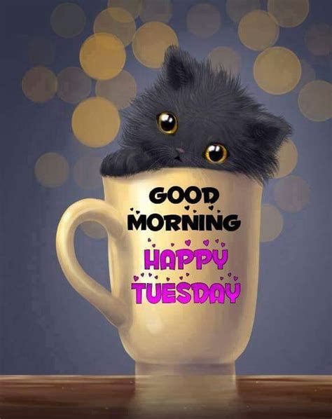 Good Morning. Happy Tuesday -- Cute Kitten in a cup :: Tuesday ...