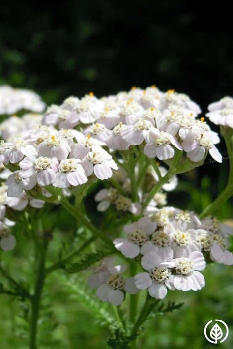 Yarrow Tea Benefits: Reasons to keep it in the pantry | All Natural Ideas