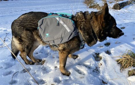 8 Best Dog Backpacks for Hiking in 2020 (Reviewed) - Greenbelly Meals