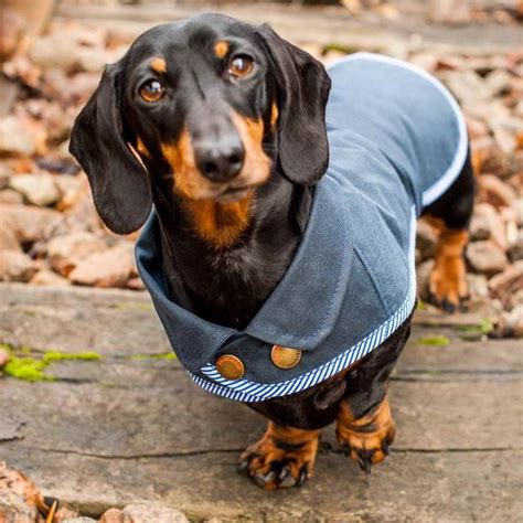 Dachshund Coats | PETSIDI